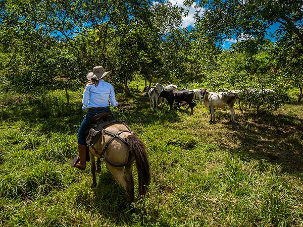 Cabalgatas El Carmelo