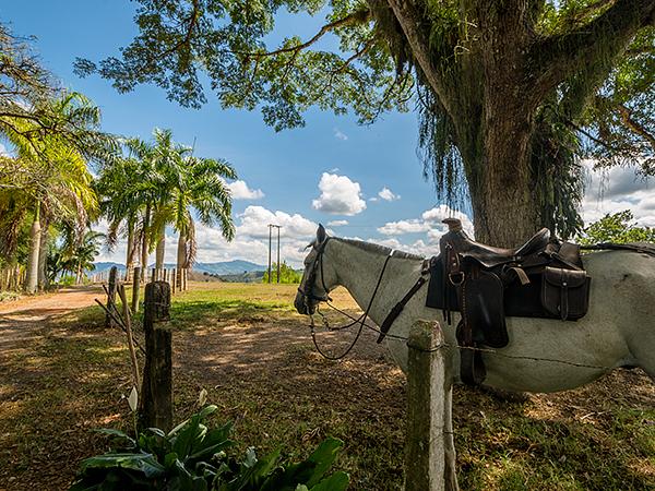 Cabalgatas El Carmelo